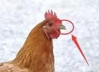 养鸡十八年，你知道鸡贩子如何判断鸡群年龄么，普及一下