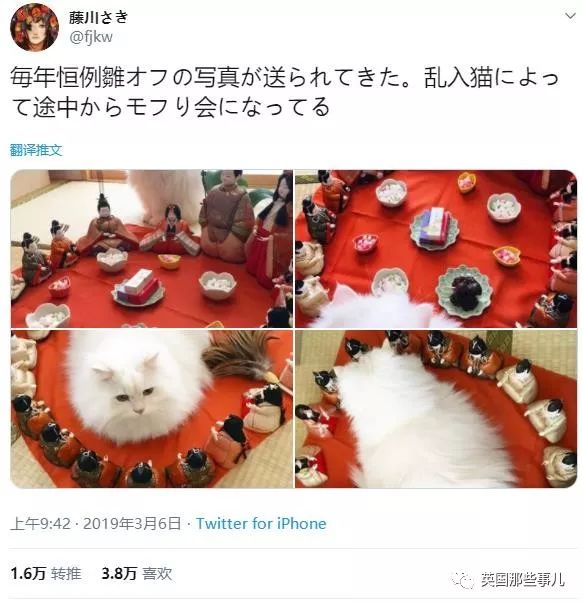 喵星人的日常图片大全,最好看的喵星人图片