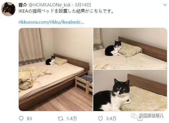 喵星人的日常图片大全,最好看的喵星人图片