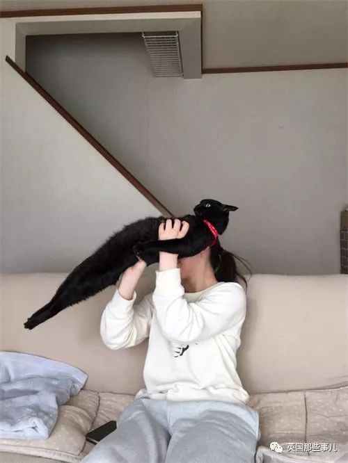 喵星人的日常图片大全,最好看的喵星人图片