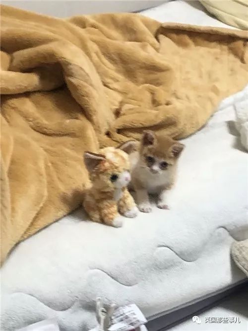 喵星人的日常图片大全,最好看的喵星人图片