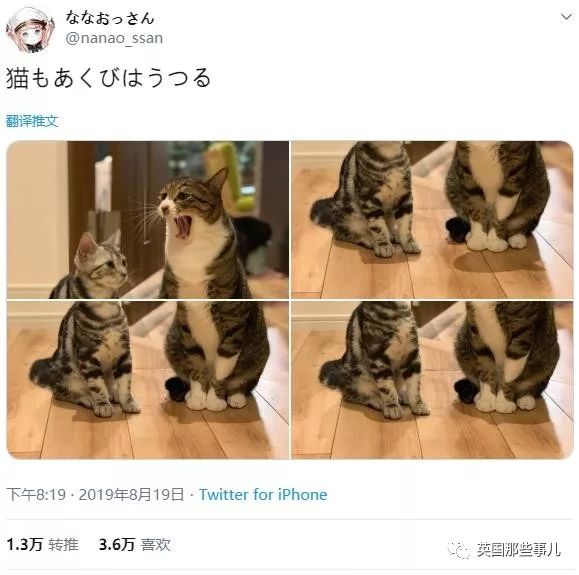 喵星人的日常图片大全,最好看的喵星人图片