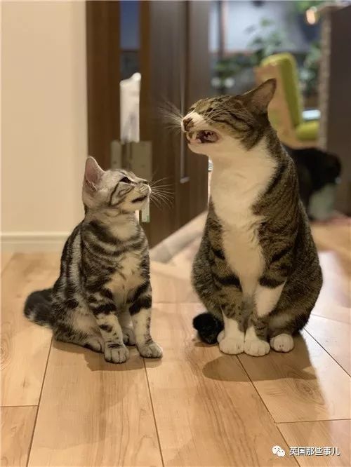 喵星人的日常图片大全,最好看的喵星人图片