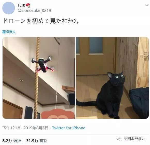 喵星人的日常图片大全,最好看的喵星人图片