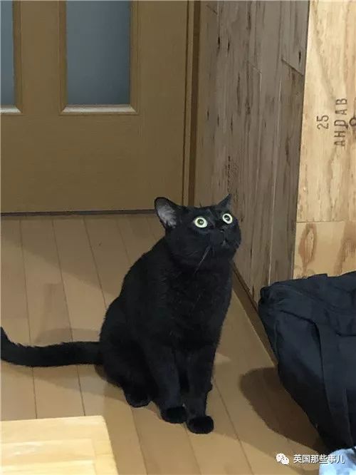 喵星人的日常图片大全,最好看的喵星人图片