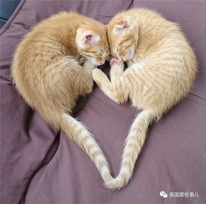 喵星人的日常图片大全,最好看的喵星人图片