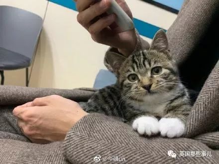 喵星人的日常图片大全,最好看的喵星人图片