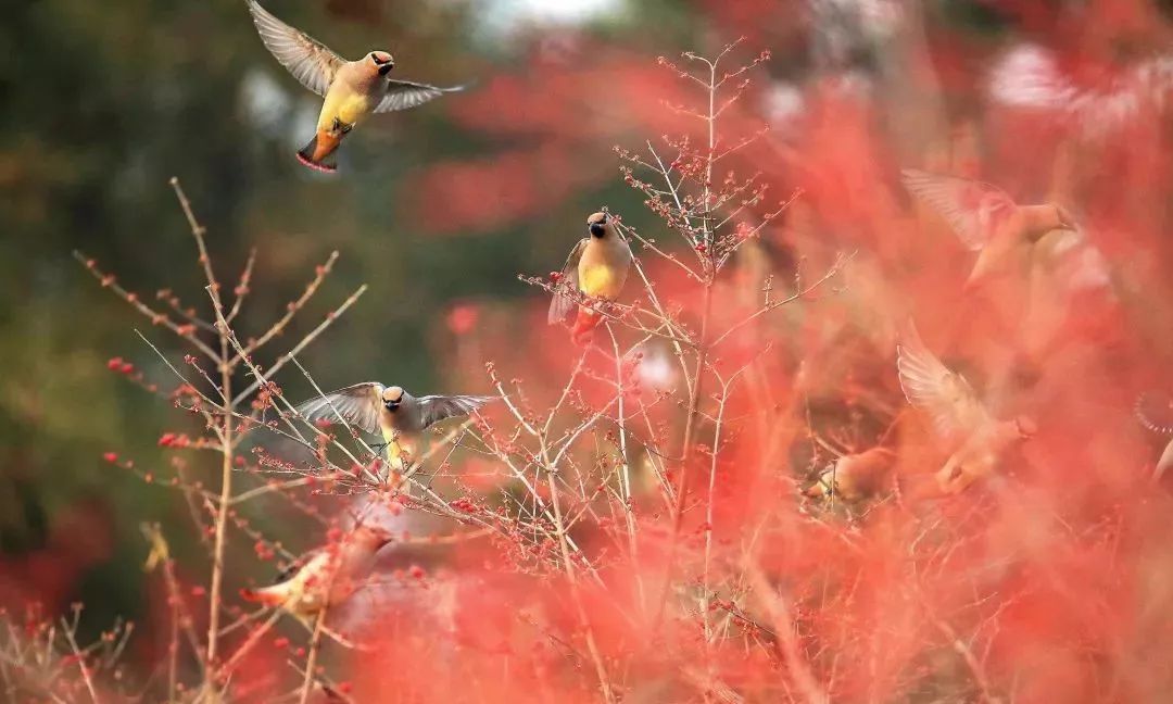 瞒不住了！昌平天空划过一群“小精灵”！可爱的那种！
