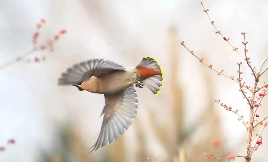 瞒不住了！昌平天空划过一群“小精灵”！可爱的那种！