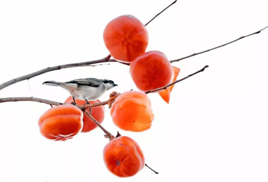 瞒不住了！昌平天空划过一群“小精灵”！可爱的那种！