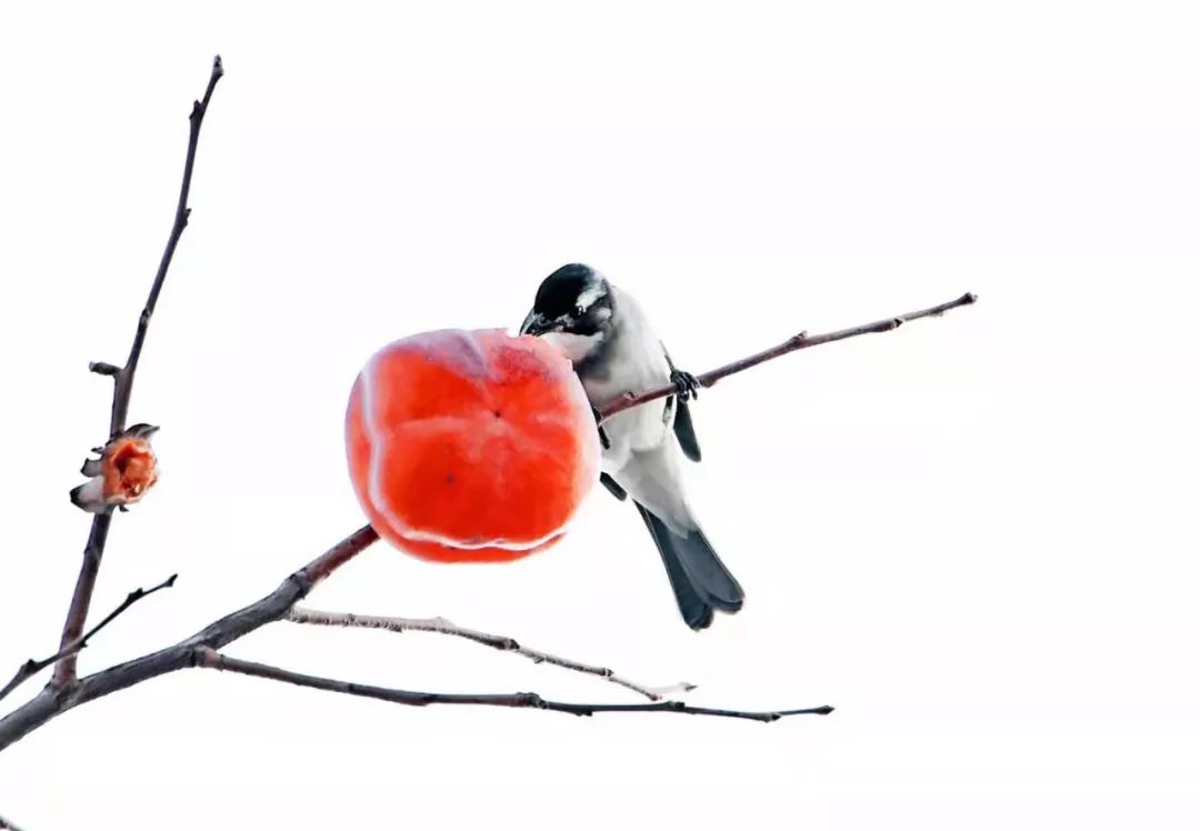 瞒不住了！昌平天空划过一群“小精灵”！可爱的那种！