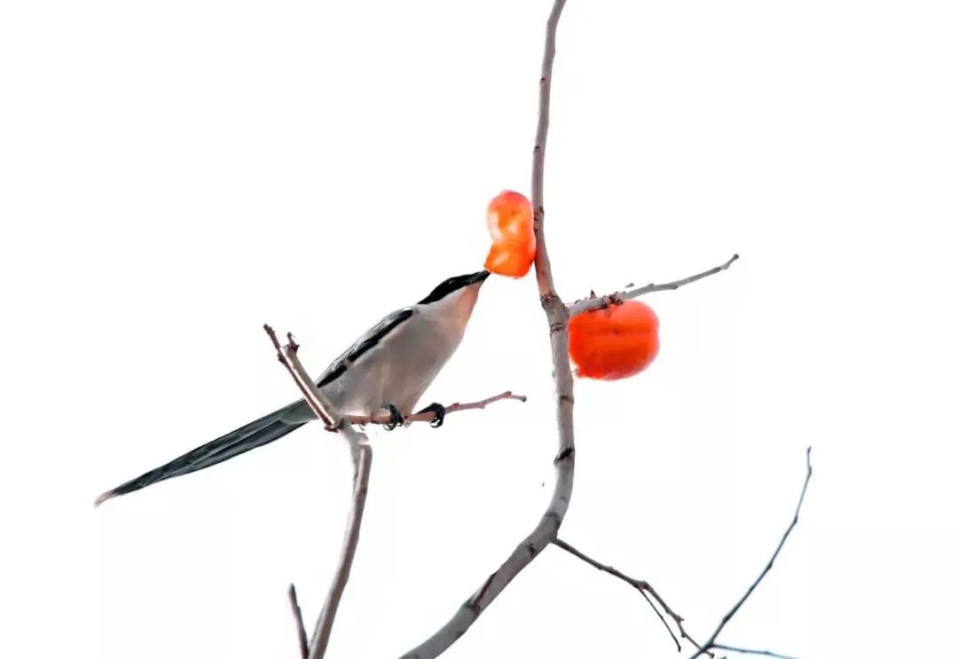 瞒不住了！昌平天空划过一群“小精灵”！可爱的那种！