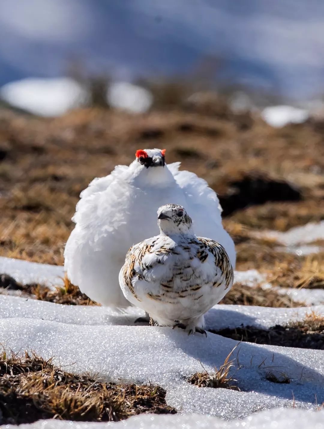 朋友，我看你与鸟类学有缘