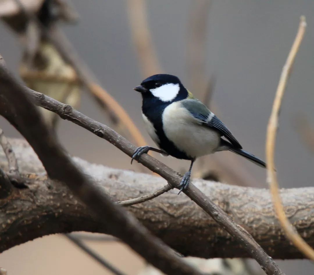 朋友，我看你与鸟类学有缘