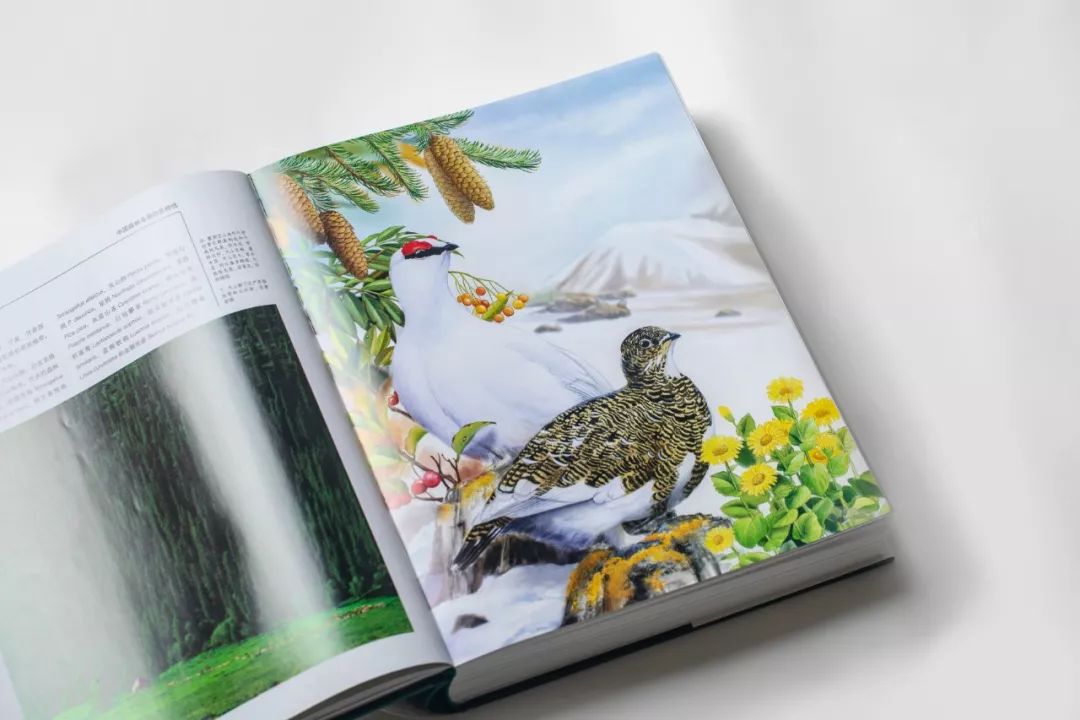 朋友，我看你与鸟类学有缘