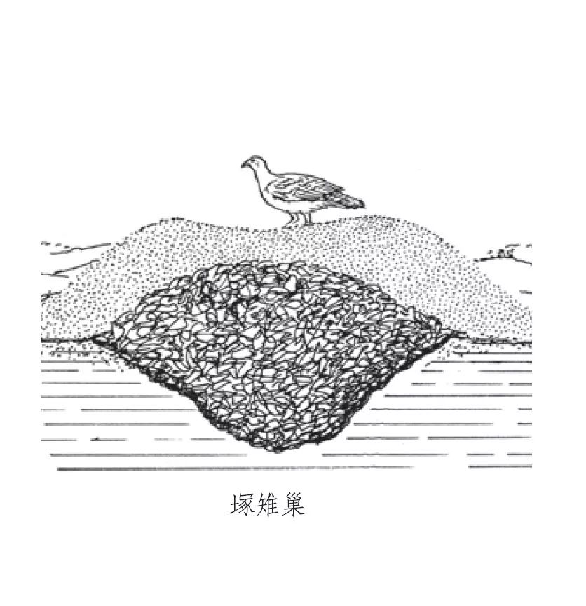 朋友，我看你与鸟类学有缘