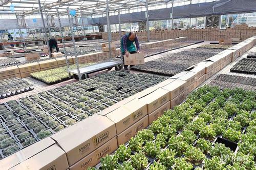 青州绿化花卉种植基地,青州花卉园艺基地