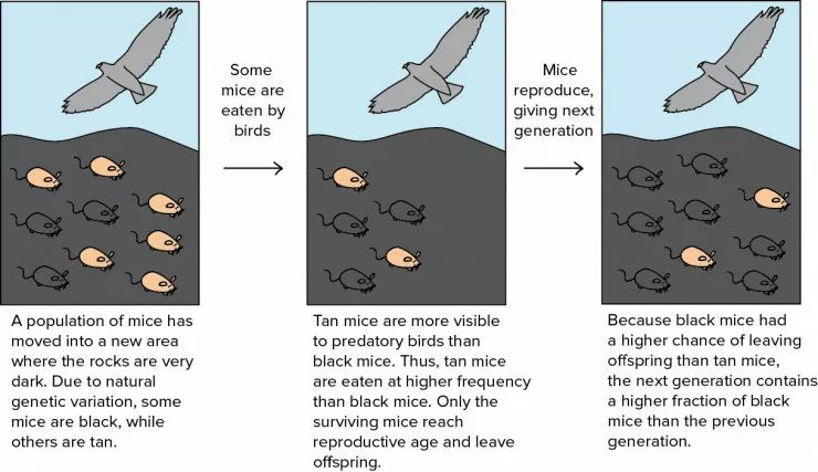 深度学习中解析法的梯度下降方法,深度学习梯度下降