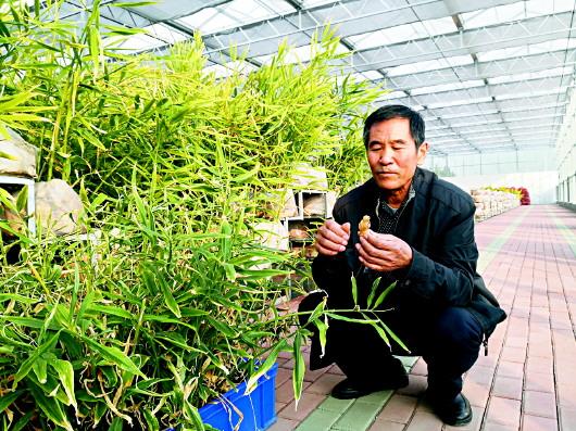 张其录：有机种植美好“姜”来