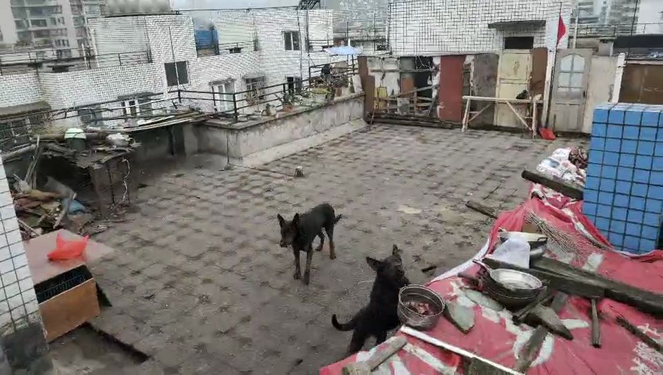 网络问政|小区屋顶建场养烈性犬，乌当区创新派出所：限7日内处理