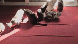 最新4股冷空气,第三股强冷空气