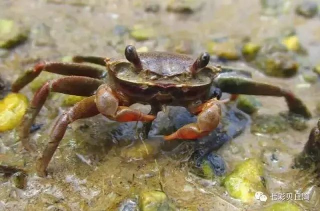 七彩贝丘湾海滩,七彩贝丘湾攻略