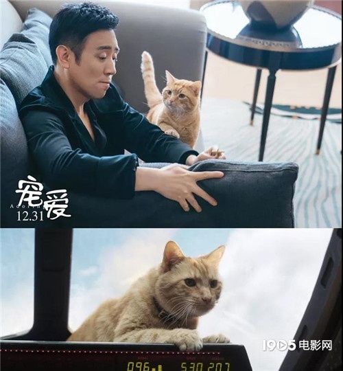 称霸元旦档的TA们，凭啥在银幕上备受宠爱？