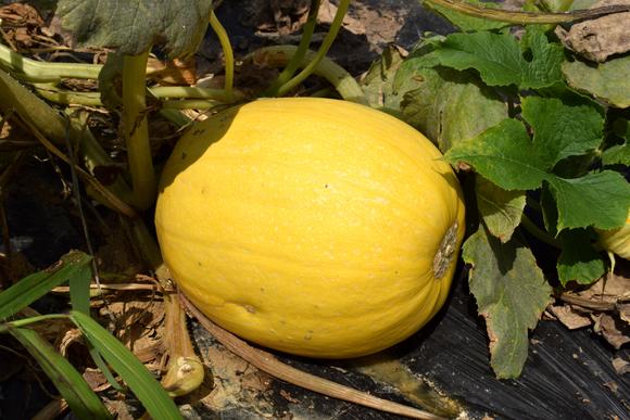 三高吃什么水果和蔬菜能降血糖,降血糖降血压降血脂的蔬菜和水果