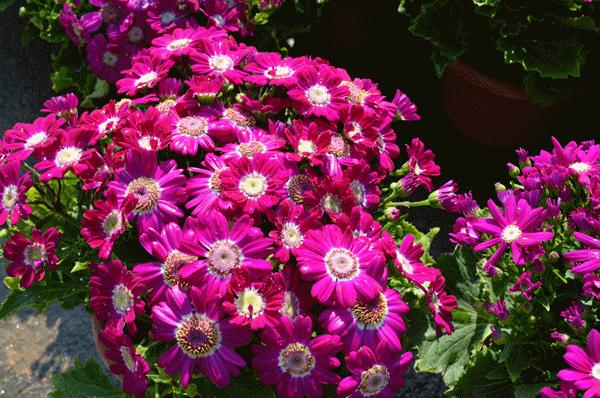 清远清新迎春花市2024年花市,清远2023迎春花市在哪里