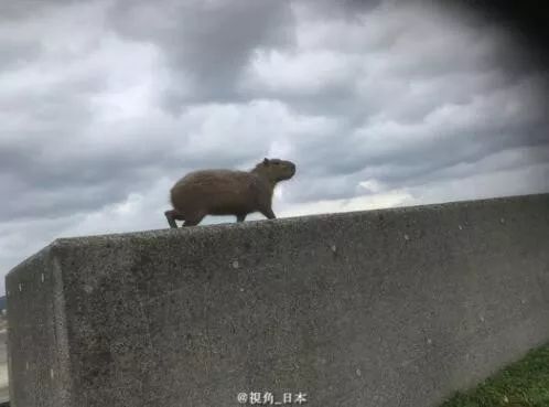 戈恩逃跑路线查明坐新干线到大阪出逃半年的水豚被捉一条金枪鱼1.9亿