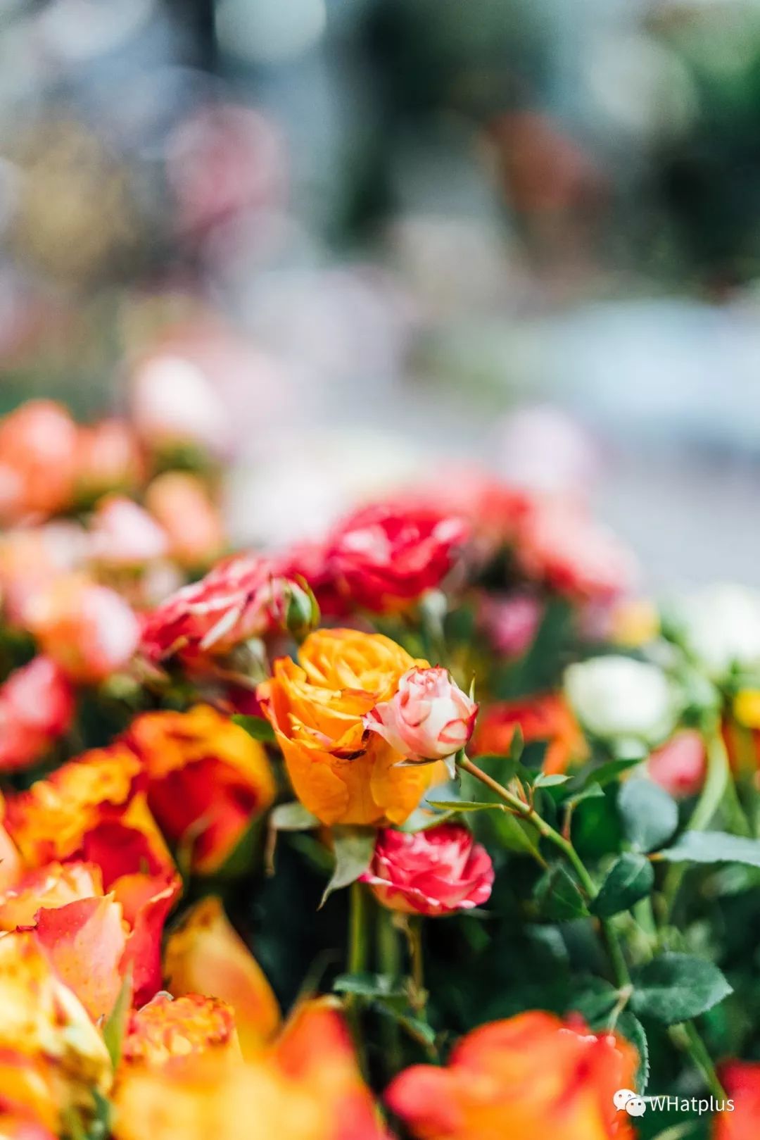 武汉最大鲜花市场,武汉最实惠的鲜花交易市场