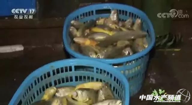 近几年大黄鱼价格,大黄鱼价格为何那么贵