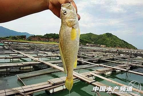 近几年大黄鱼价格,大黄鱼价格为何那么贵