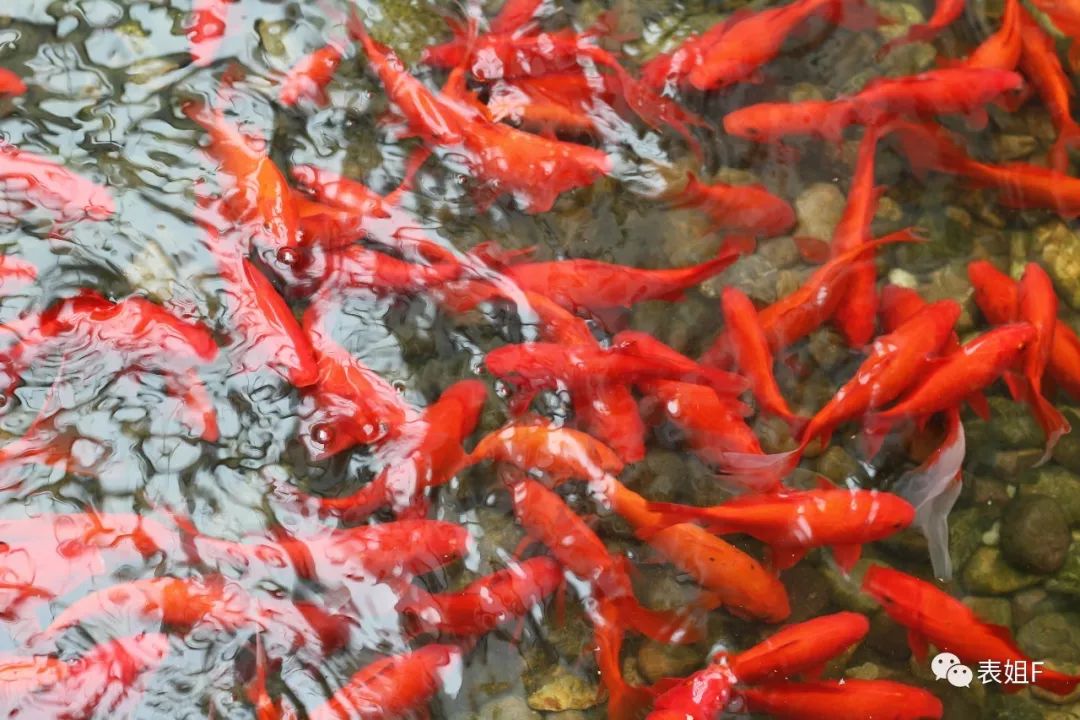 买表买真力时,宝格丽机械表什么档次