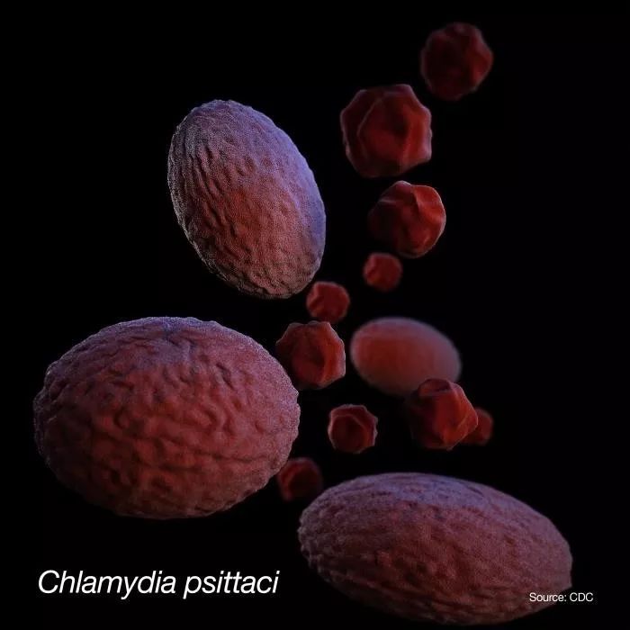 鹦鹉可爱，却会传病给人？看药事网和腾讯新闻怎么说