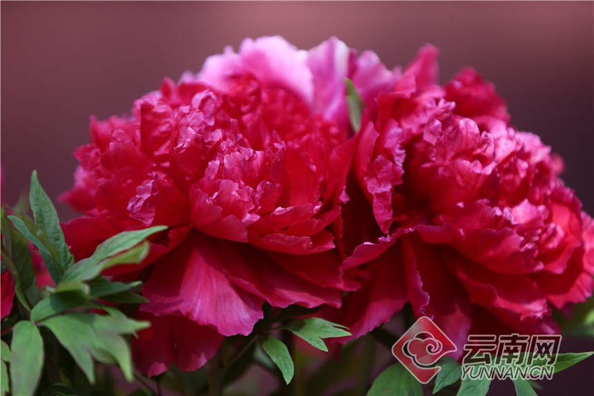 昆明昙华寺公园牡丹花开了吗,昙华寺公园牡丹开了吗