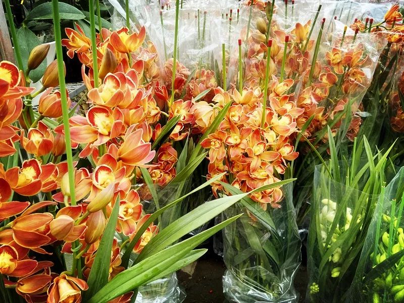 年花开始升价啦！岭南花卉市场购花攻略快收好