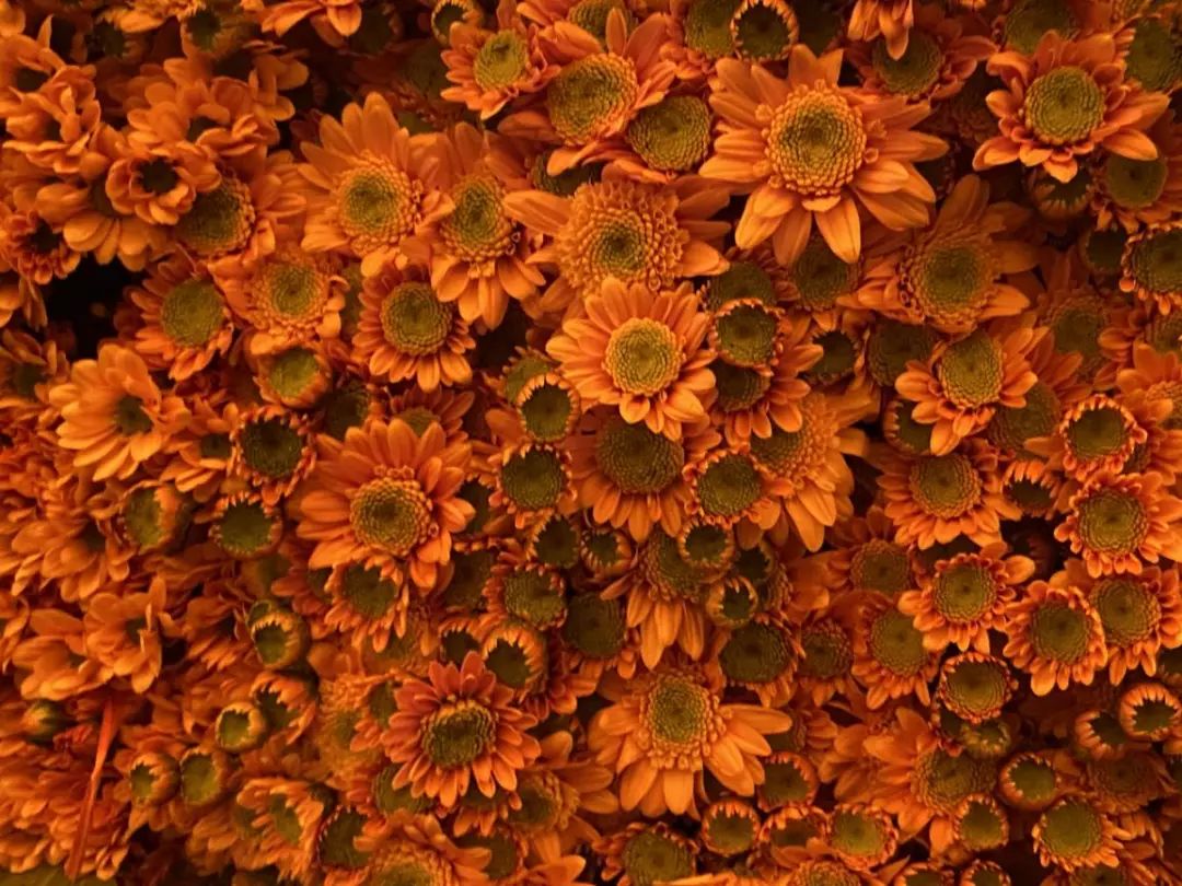 年花开始升价啦！岭南花卉市场购花攻略快收好