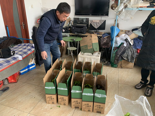 赛罕区：合作社里的“青城菜篮”