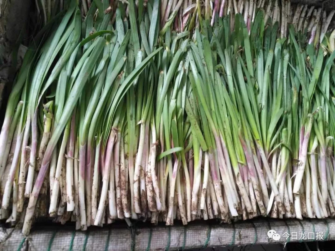 30多块钱一斤，还抢着买？龙口这个村种的菜太抢手