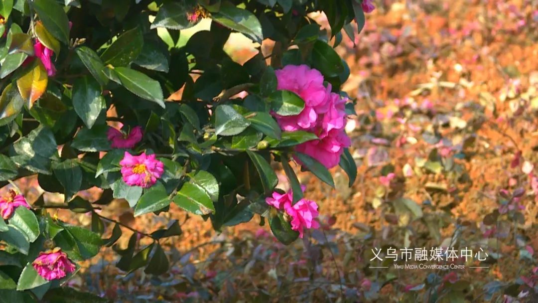 义乌新增3个公园,义乌景区公园