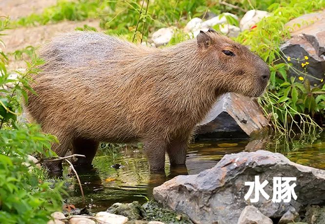 关于鼠的正确认识,鼠的冷知识