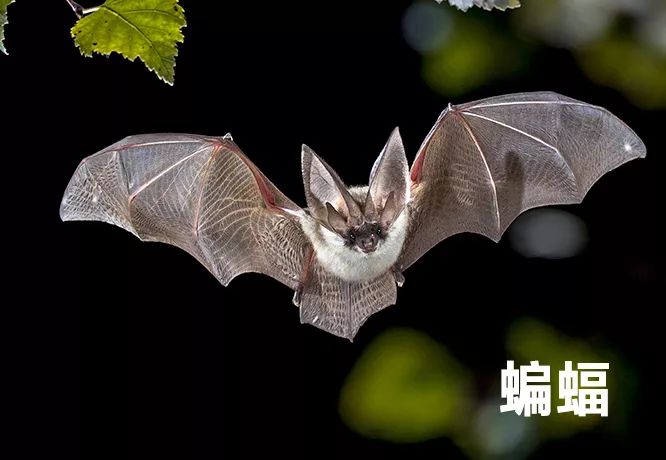 关于鼠的正确认识,鼠的冷知识