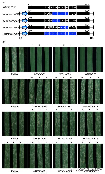 NatureCommun|刘志勇组与李洪杰组合作克隆小麦抗*粉白**病基因Pm24