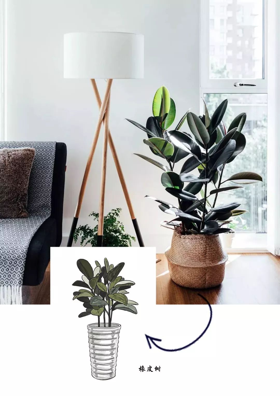 有什么好看的网红植物推荐,这三种网红植物家中必备你养了吗