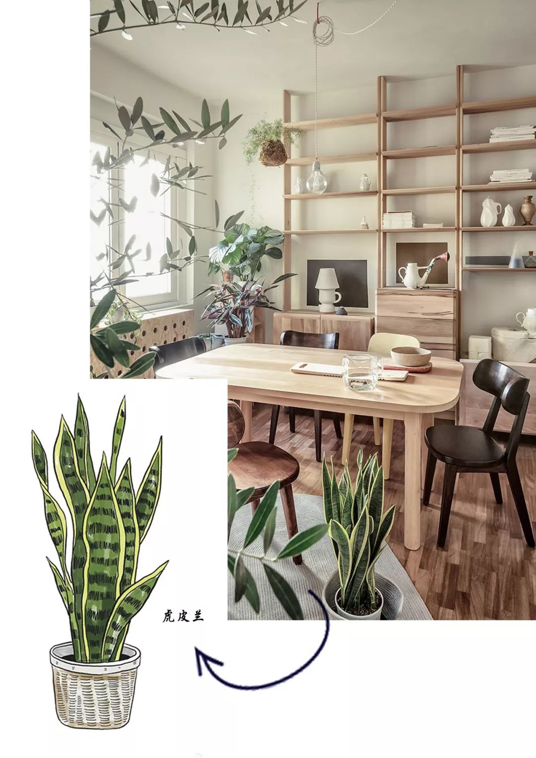 有什么好看的网红植物推荐,这三种网红植物家中必备你养了吗