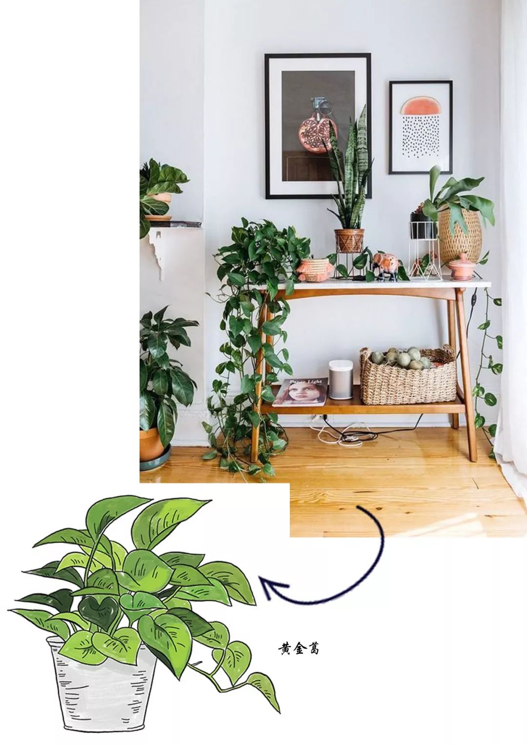 有什么好看的网红植物推荐,这三种网红植物家中必备你养了吗