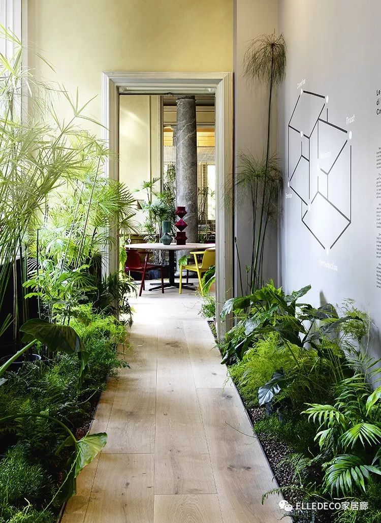 有什么好看的网红植物推荐,这三种网红植物家中必备你养了吗