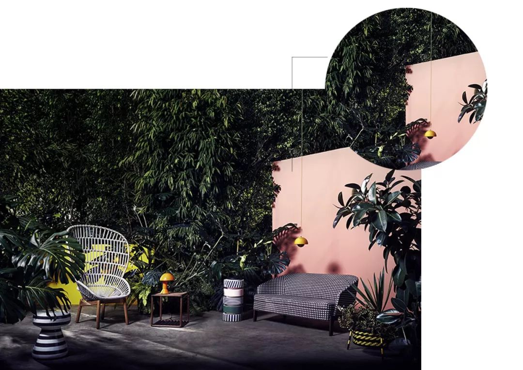 有什么好看的网红植物推荐,这三种网红植物家中必备你养了吗