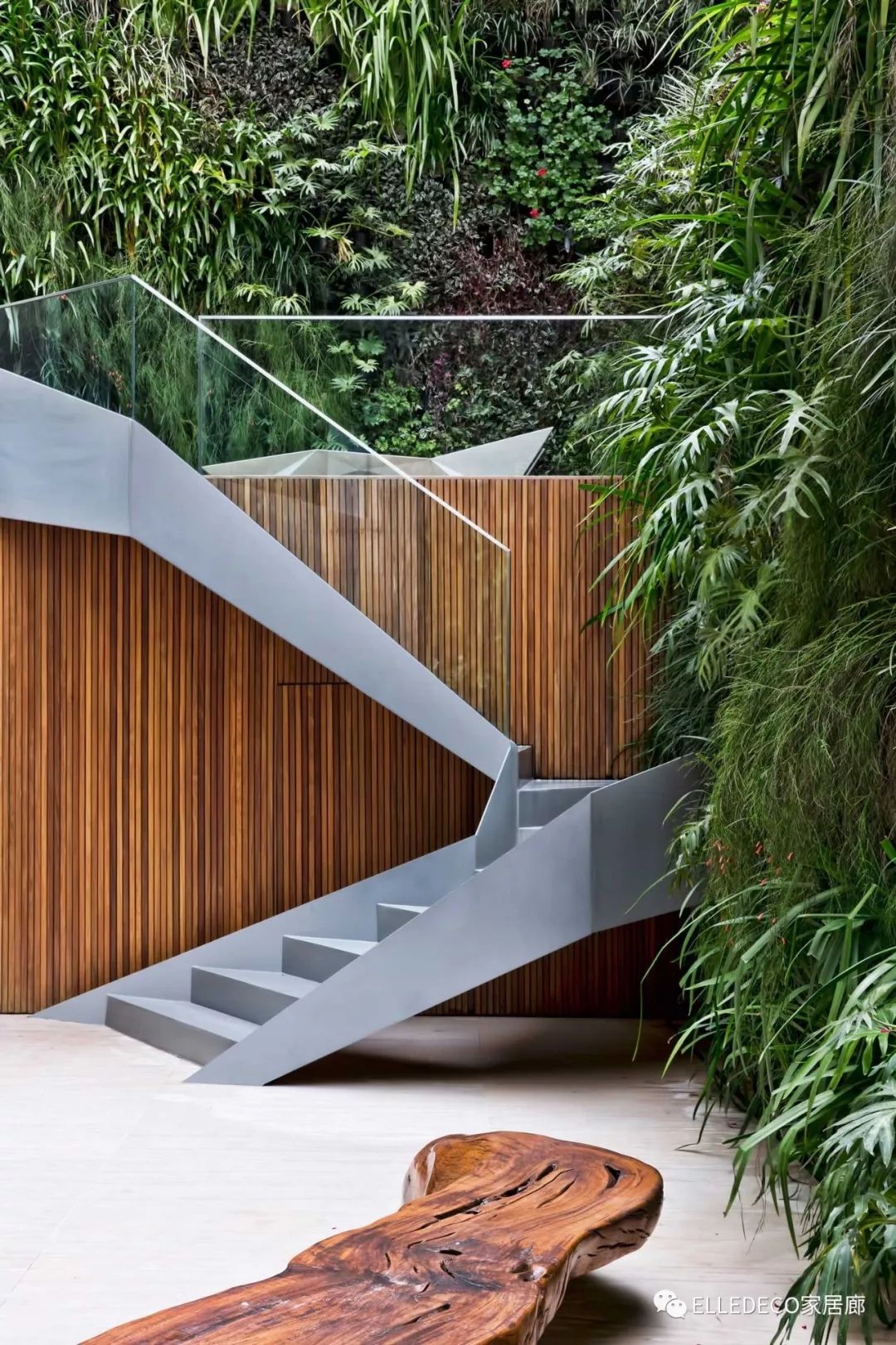 有什么好看的网红植物推荐,这三种网红植物家中必备你养了吗